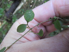 Coprosma rubra