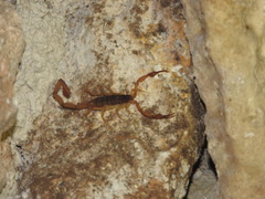 Centruroides ochraceus