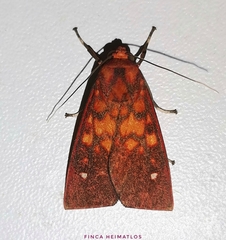 Melese punctata