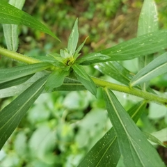 Asphondylia solidaginis