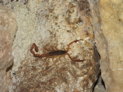 Centruroides ochraceus