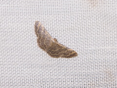 Idaea costiguttata
