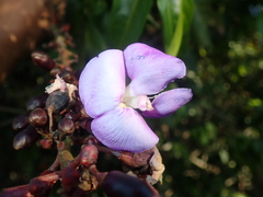 Macropsychanthus glabrus