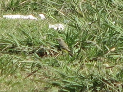 Motacilla flava