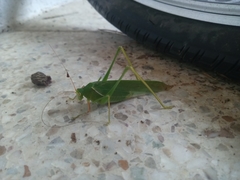 Sinochlora longifissa