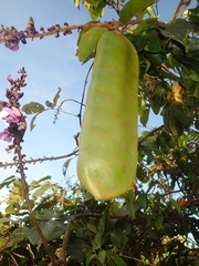 Macropsychanthus glabrus