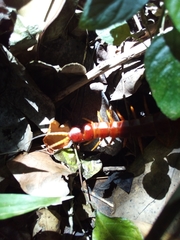 Scolopendra alternans