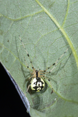 Phylloneta pictipes