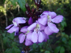 Macropsychanthus glabrus