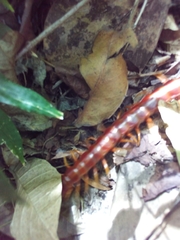 Scolopendra alternans