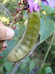 Macropsychanthus glabrus