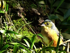 Microspingus lateralis