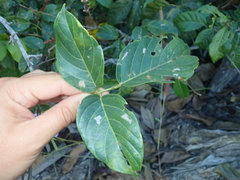 Macropsychanthus glabrus