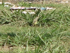 Motacilla flava