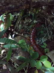 Scolopendra alternans