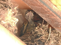 Turdus leucomelas