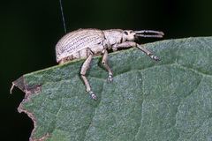 Aphrastus taeniatus