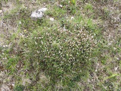 Astragalus balearicus