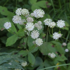 Astrantia pontica