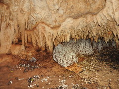 Leucoagaricus gongylophorus