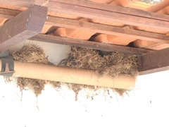 Turdus leucomelas
