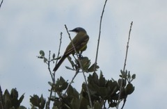 Motacilla flava iberiae