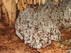 Leucoagaricus gongylophorus