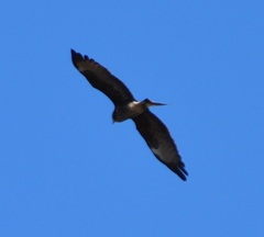 Rostrhamus sociabilis plumbeus