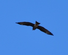 Rostrhamus sociabilis plumbeus