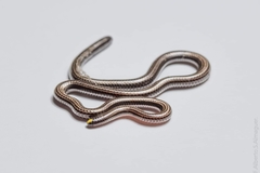 Epictia bakewelli