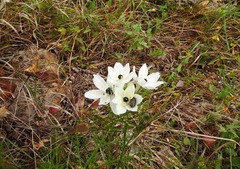 Ornithogalum arabicum