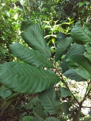 Cupania