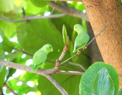 Forpus passerinus