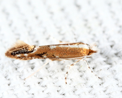 Cameraria quercivorella