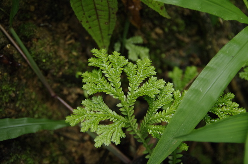 Selaginella substipitata