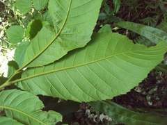 Cupania
