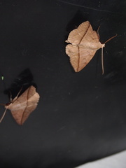 Ugia purpurea