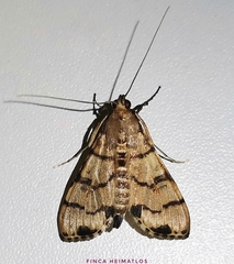 Azochis