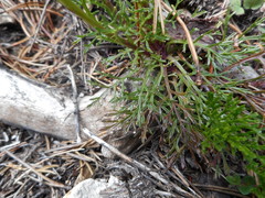 Jacobaea abrotanifolia