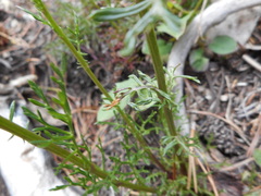 Jacobaea abrotanifolia