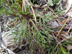 Jacobaea abrotanifolia