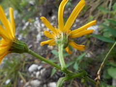 Jacobaea abrotanifolia
