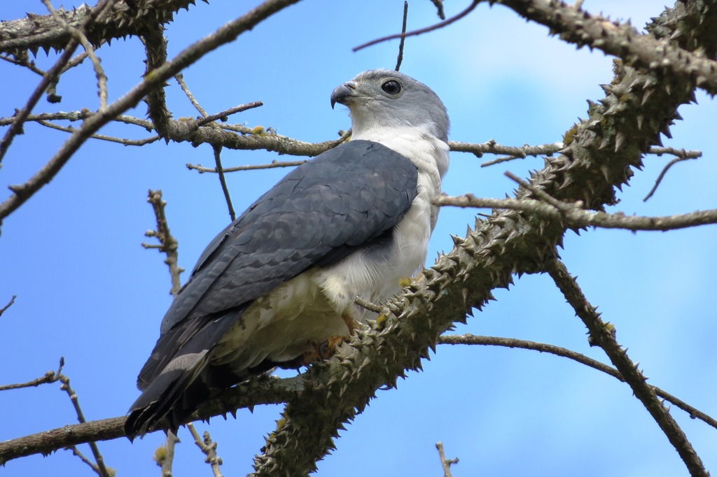 Gray-headed Kite photo