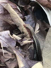 Zonosaurus laticaudatus