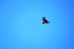 Spizaetus tyrannus