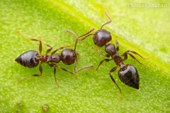 Crematogaster lineolata