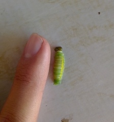 Lepidoptera
