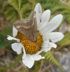 Pyrausta aerealis