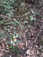 Logania albiflora