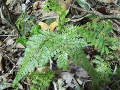 Asplenium cristatum
